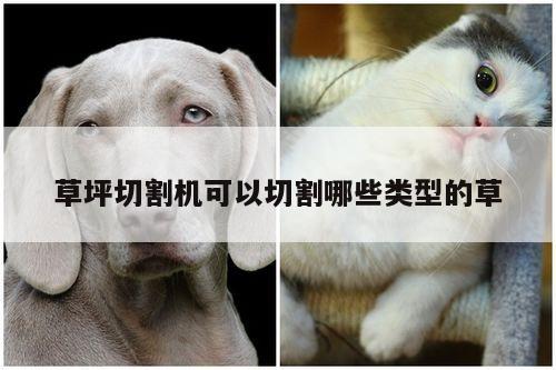 ayx爱游戏：草坪切割机可以切割哪些类型的草